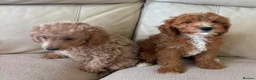 Cavapoo dogs for sale: Beautiful Cavapoo Puppy’s  - Advert 8