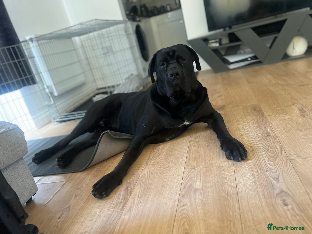 Cane Corso dogs for sale: Adult Jet Black Cane Corso (Rehome). No fee.  - Image 3