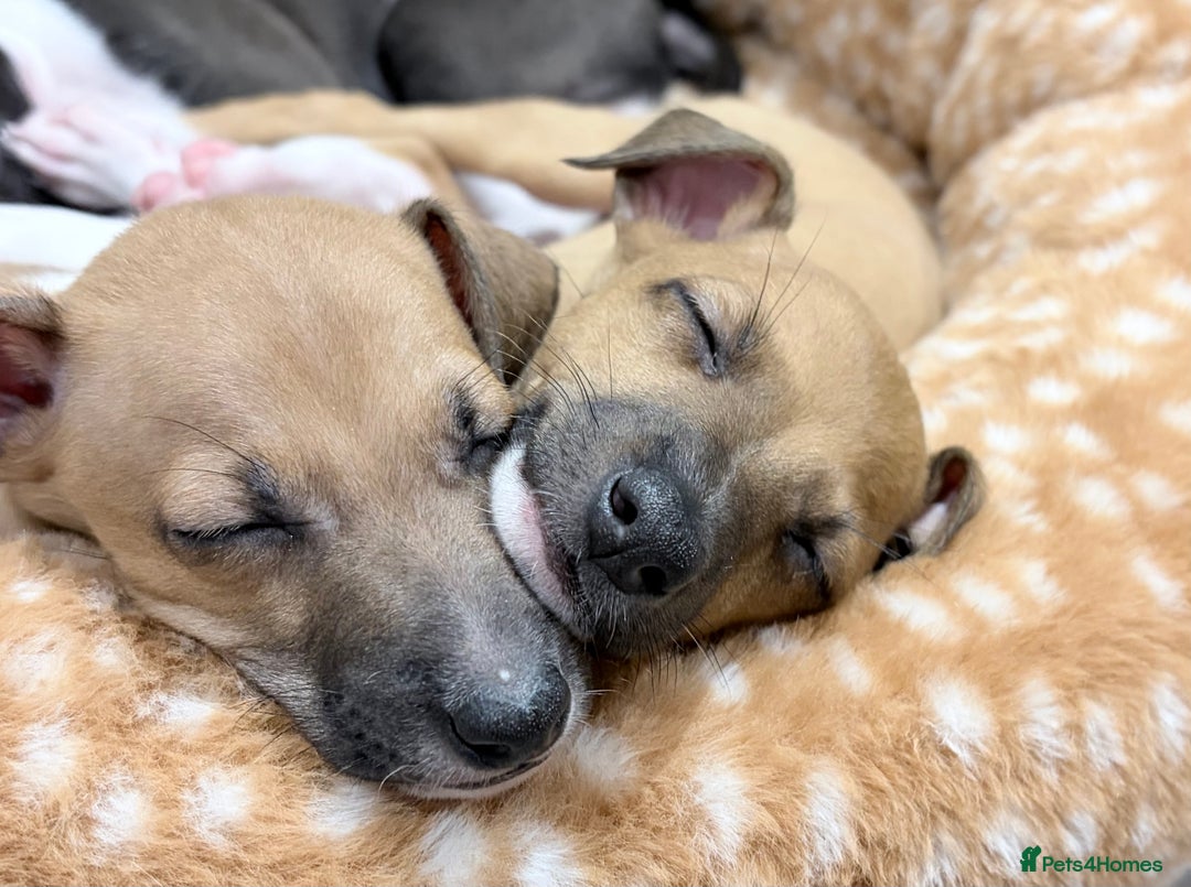 Italian Greyhound dogs for sale: 3/4 Italian greyhound 1/4 whippet puppies - Image 12