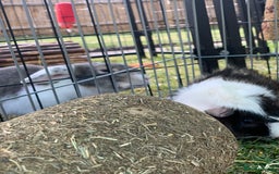 Guinea Pig rodents for sale: Male entire guinea pig - Image 1