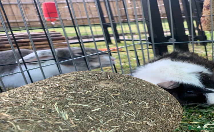 Guinea Pig rodents - Advert 1