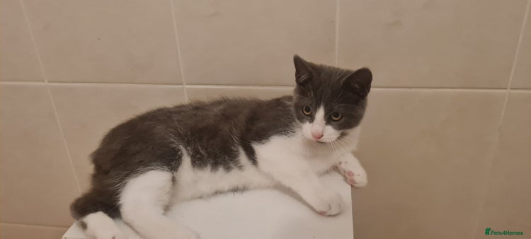 British Shorthair cats - Advert 14