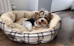 Yorkshire Terrier dogs for sale: Two Beautiful Biewer Terrier Girls! - Image 12