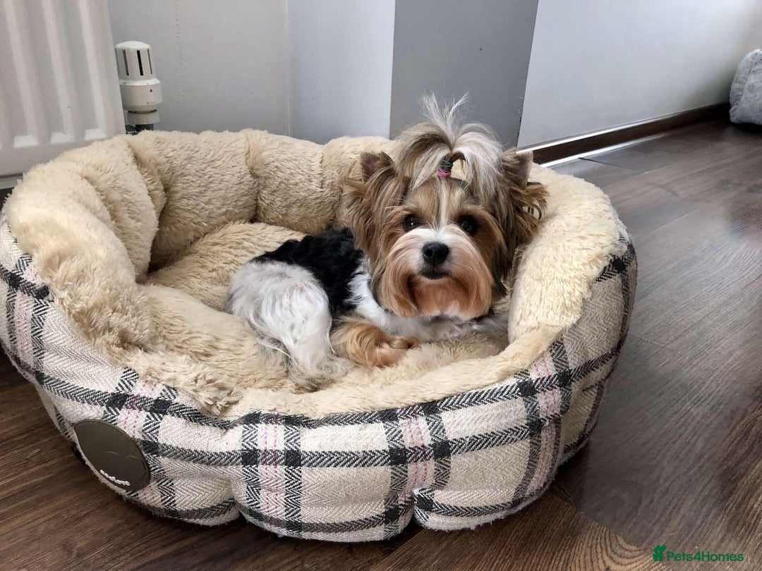 Yorkshire Terrier dogs for sale: Two Beautiful Biewer Terrier Girls! - Image 12