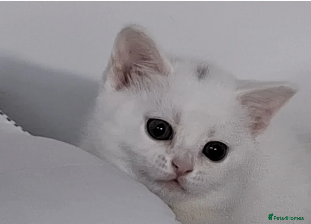 British Shorthair cats for sale: British short hair kitten for sale  - Advert 1