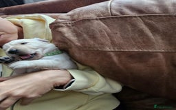 Golden Retriever dogs for sale: 🐾🐕Golden Retriever Puppies 🐶 🐕‍🦺 - Image 15