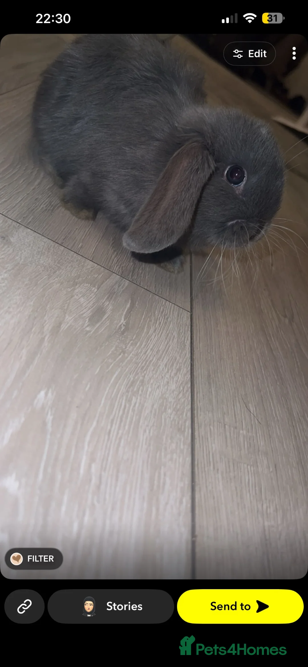 Mini Lop rabbits for sale: Beautiful Bunnies For Sale  - Advert 5