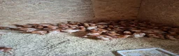Chickens poultry for sale: ISA Bovan Browns - Advert 2