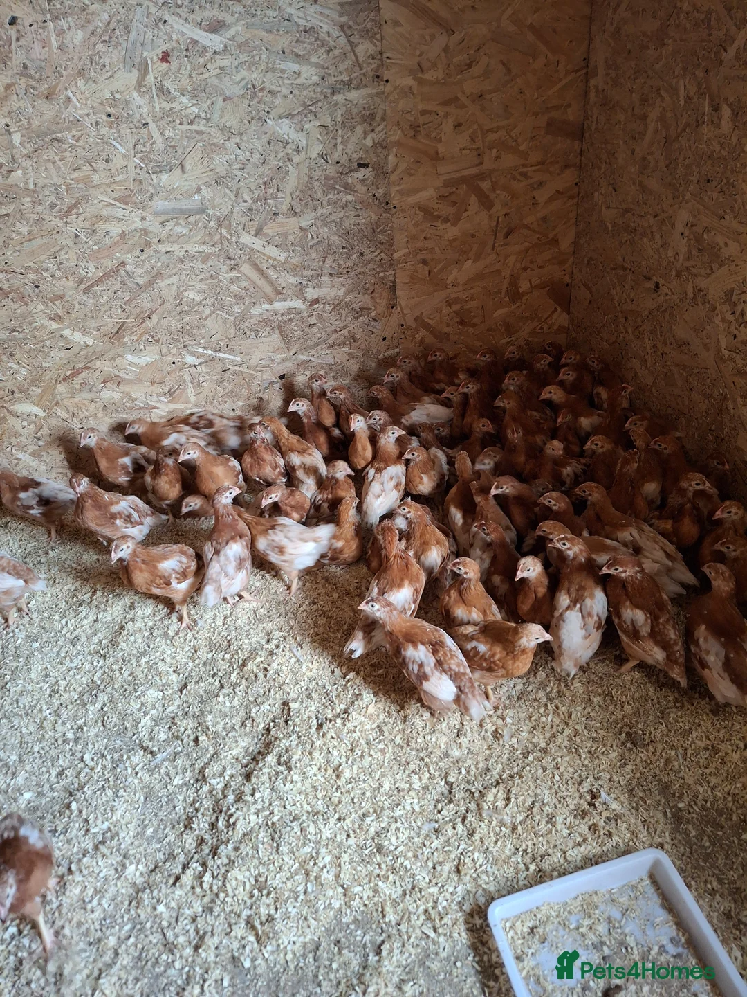 Chickens poultry for sale: ISA Bovan Browns - Advert 2