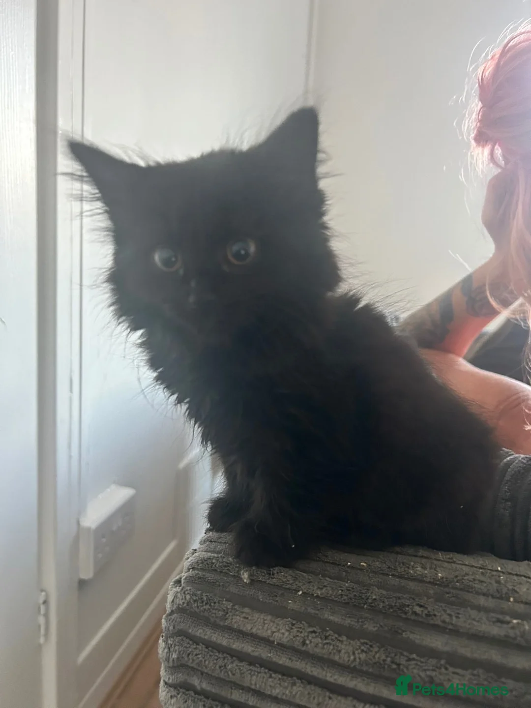 Mixed Breed cats for sale: Kittens  in Braintree - Advert 8