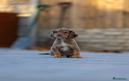 Cocker Spaniel dogs for sale: Cocker spaniel puppies  - Advert 6