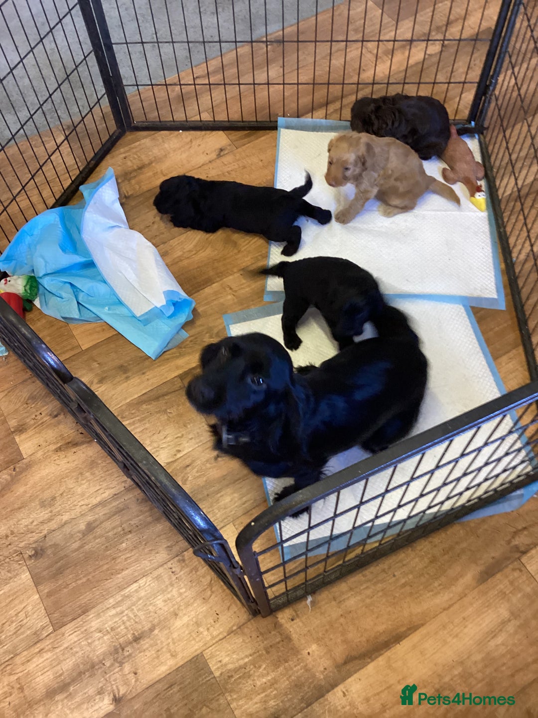 Cockapoo dogs for sale: F1 cockapoos  - Image 7