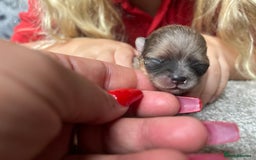 Pomeranian dogs for sale: 💙 Adorable Merle Pomeranian Puppy for Sale 💙 - Image 10