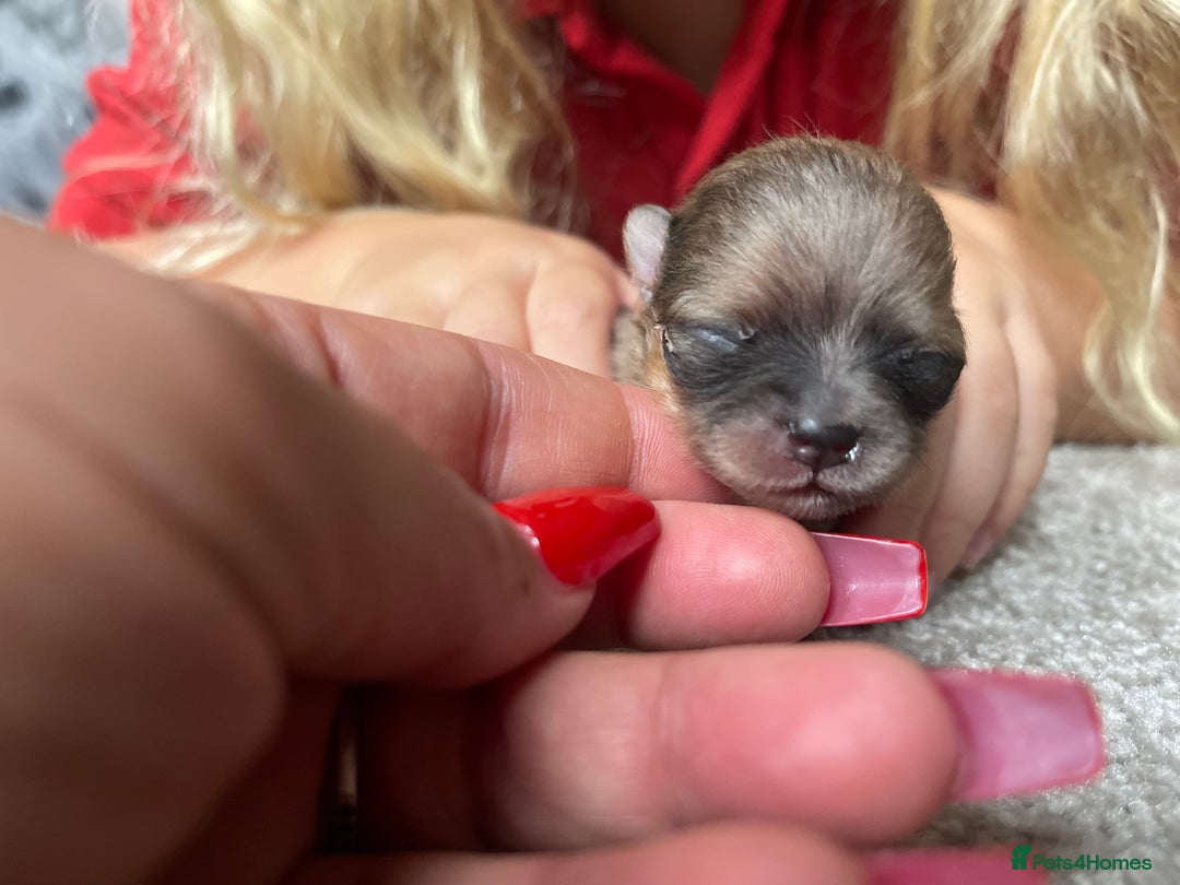 Pomeranian dogs for sale: 💙 Adorable Merle Pomeranian Puppy for Sale 💙 - Image 10