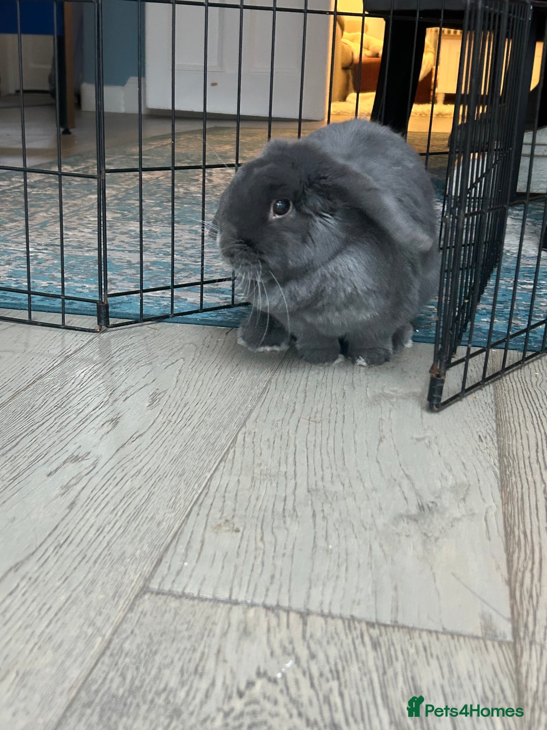 Mini Lop rabbits for sale: 2 Female Mini Lop Bunnies looking for new home - Advert 8