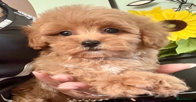 Maltipoo dogs in Manchester - Advert 1