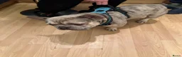 French Bulldog dogs for sale: 3 French bulldogs  - Advert 7