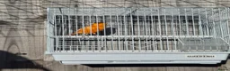 Budgerigars birds for sale: Orange canary male with cage - Advert 2