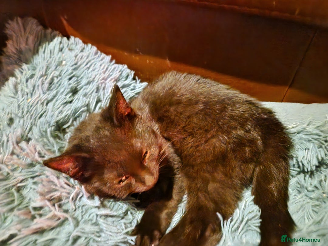 Mixed Breed cats for sale: Kittens for sale  - Advert 14