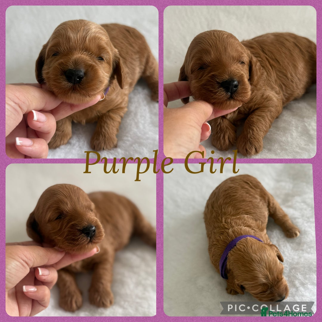 Cockapoo dogs for sale: Extensively Health Tested F1b cockerpoo Puppies  - Image 5