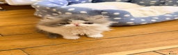 Persian cats for sale: Persian Kittens Top Quality Bloodlines - Advert 14