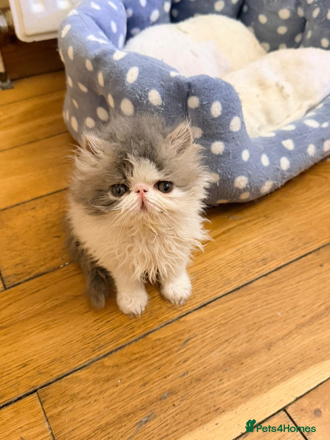 Persian cats for sale: Persian Kittens Top Quality Bloodlines - Advert 14