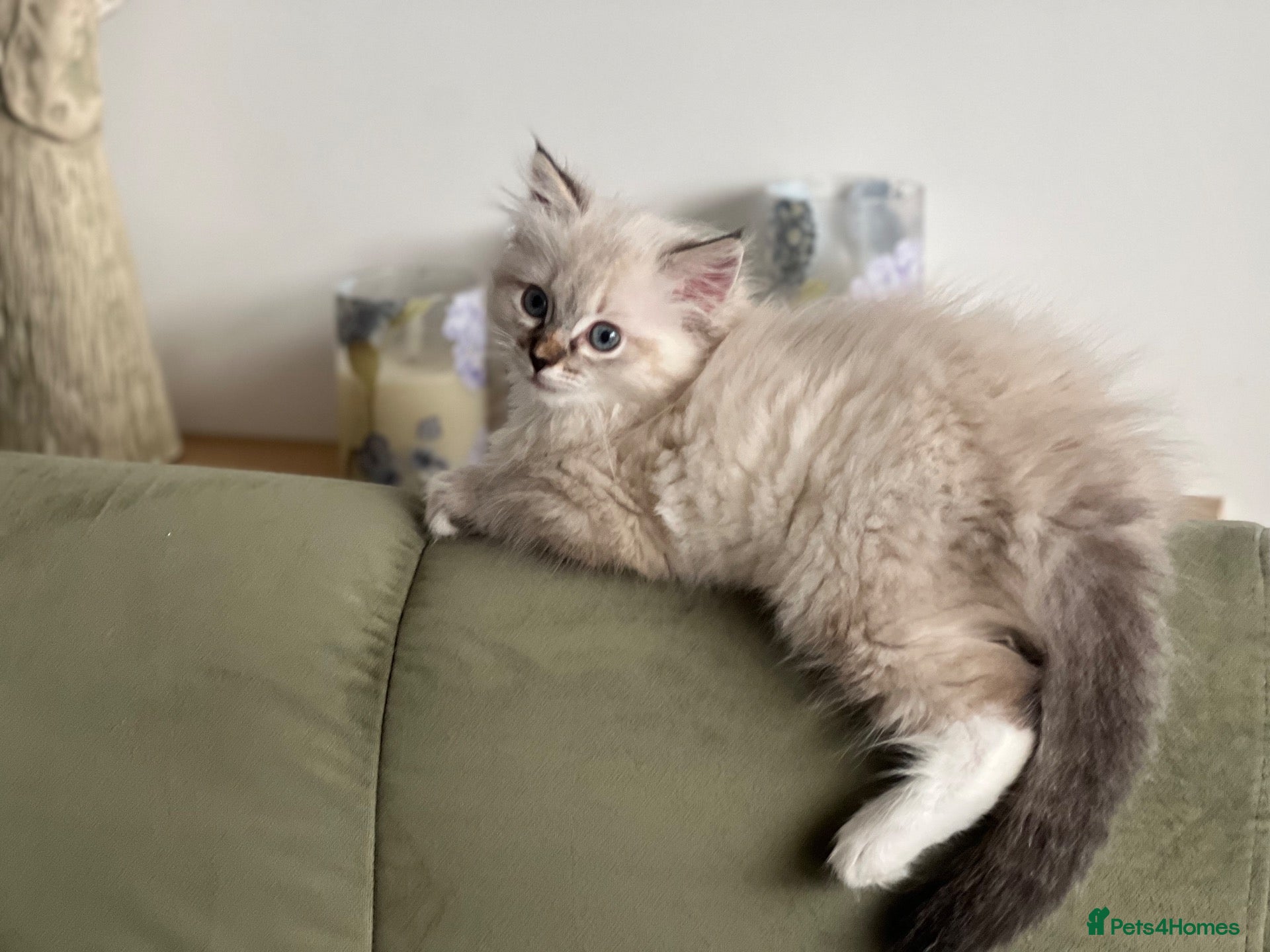 Mixed Breed cats Fluffy Siberian X Ragdoll female🩷 - Advert 2