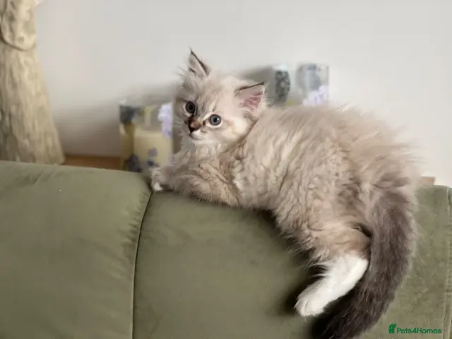 Mixed Breed cats Fluffy Siberian X Ragdoll female🩷 - Advert 14