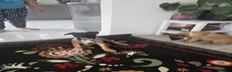 Belgian Shepherd Dog dogs for sale: 5 Belgian Shepherd Malinois Puppies - Advert 12