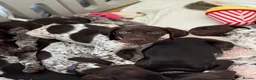 German Shorthaired Pointer dogs for sale: German shorthaired pointers  - Advert 19