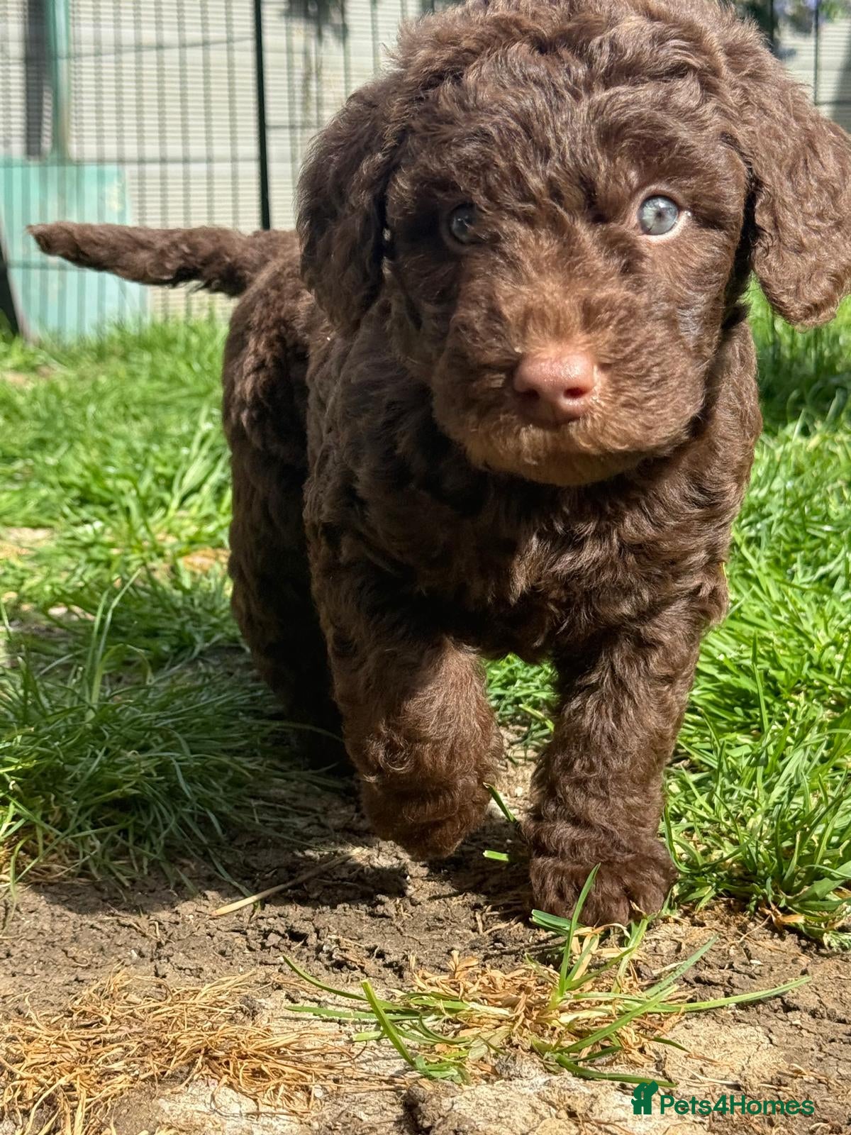Labradoodle dogs  3 left. F1B Labradoodle puppies (medium size) - Advert 2