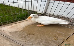 Ducks poultry for sale: Female call duck  - Image 2