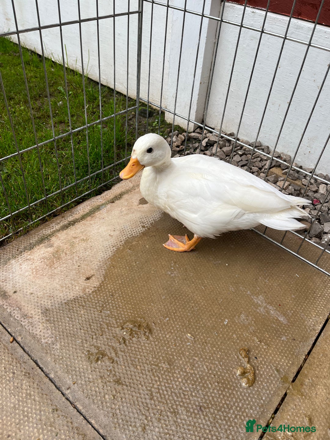 Ducks poultry for sale: Female call duck  - Image 2