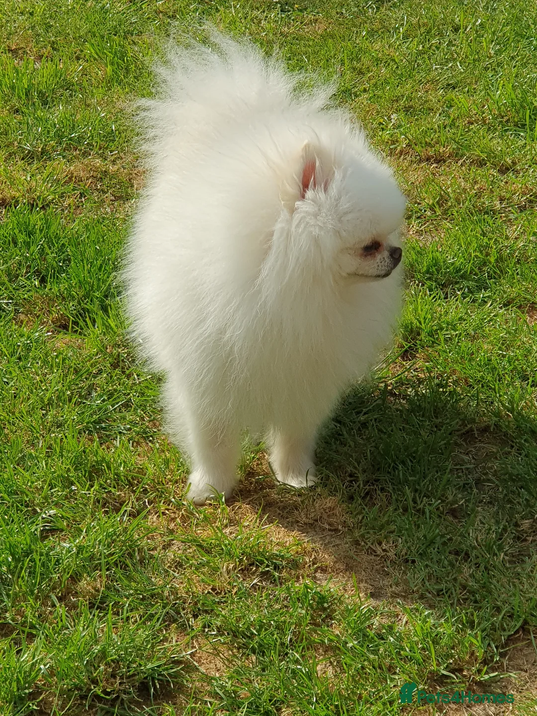 Pomeranian dogs for stud: White KC Registered pomeranian. *Stud duties only* - Advert 10