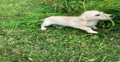 Golden Retriever dogs - Advert 5