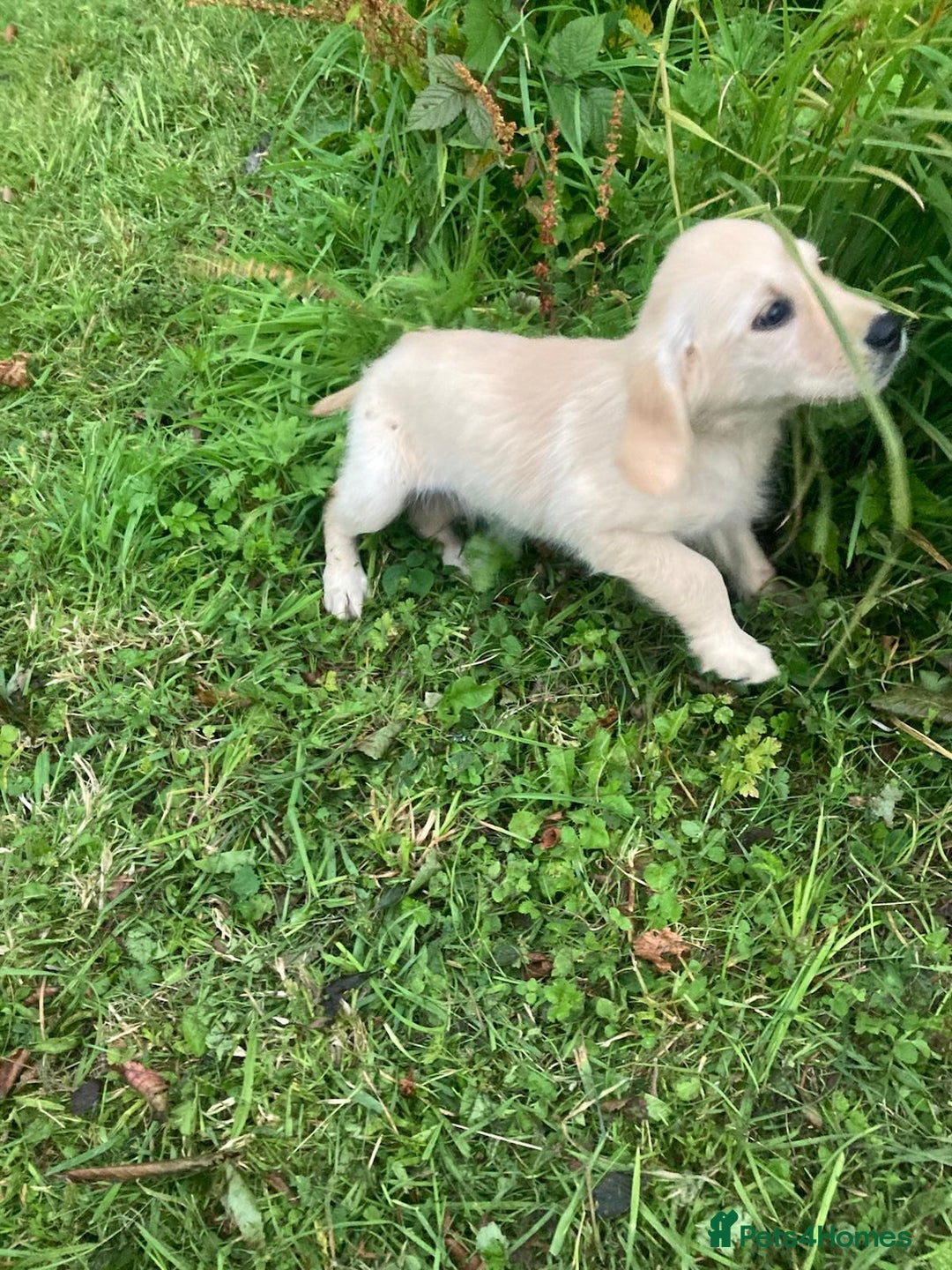 Golden Retriever dogs for sale: Golden Retriever puppies  - Image 2