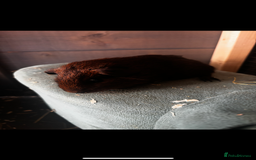 Guinea Pig rodents for sale: 4 guinea pigs - Image 2