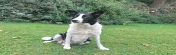Border Collie dogs for sale: QUALITY BORDER COLLIE PUPPIES CHAMPION LINES in Cardiff - Advert 25