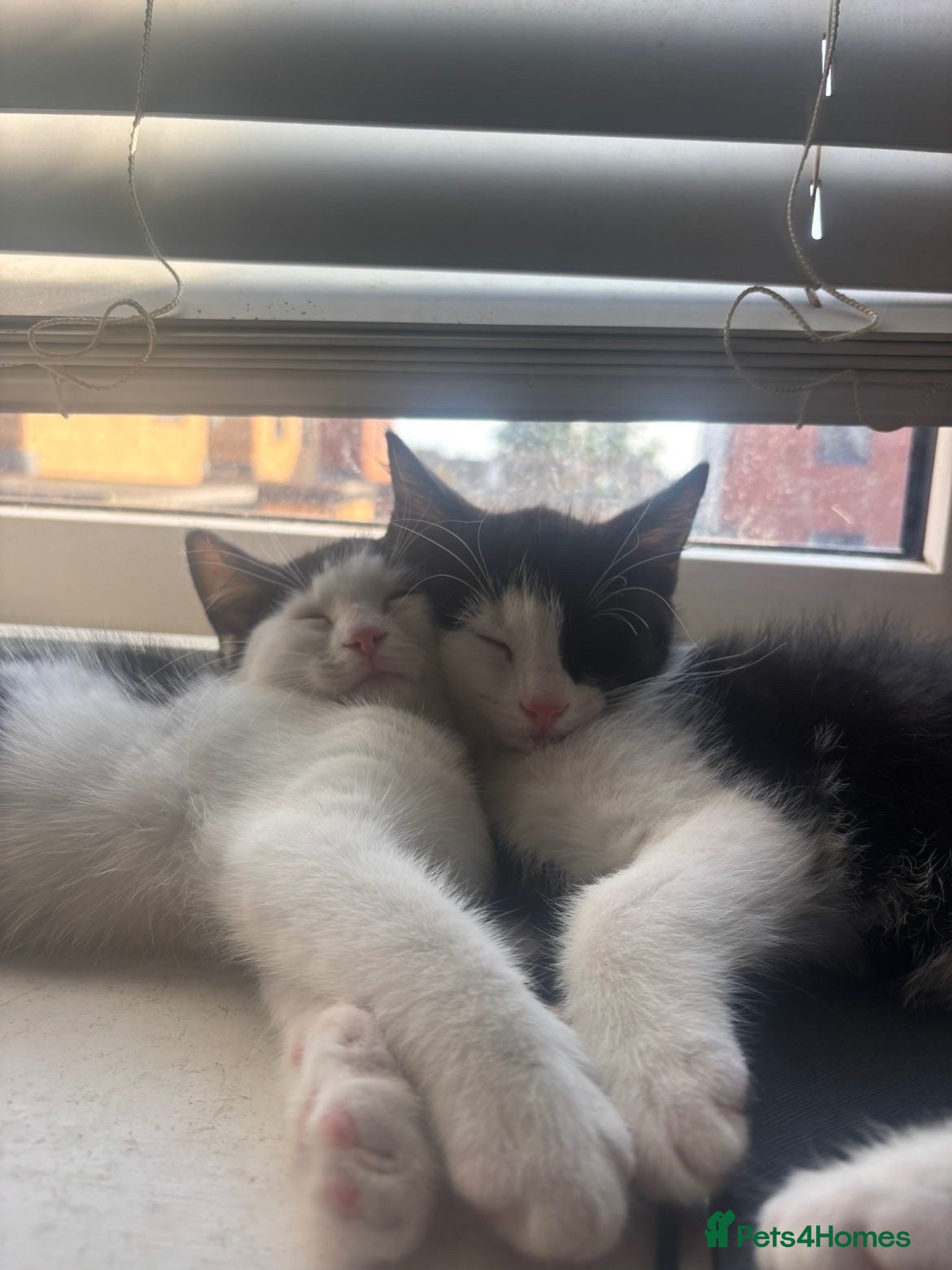 Mixed Breed cats lovely siblings male and female - Advert 1