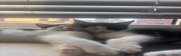 Mixed Breed cats for sale: lovely siblings male and female - Advert 1