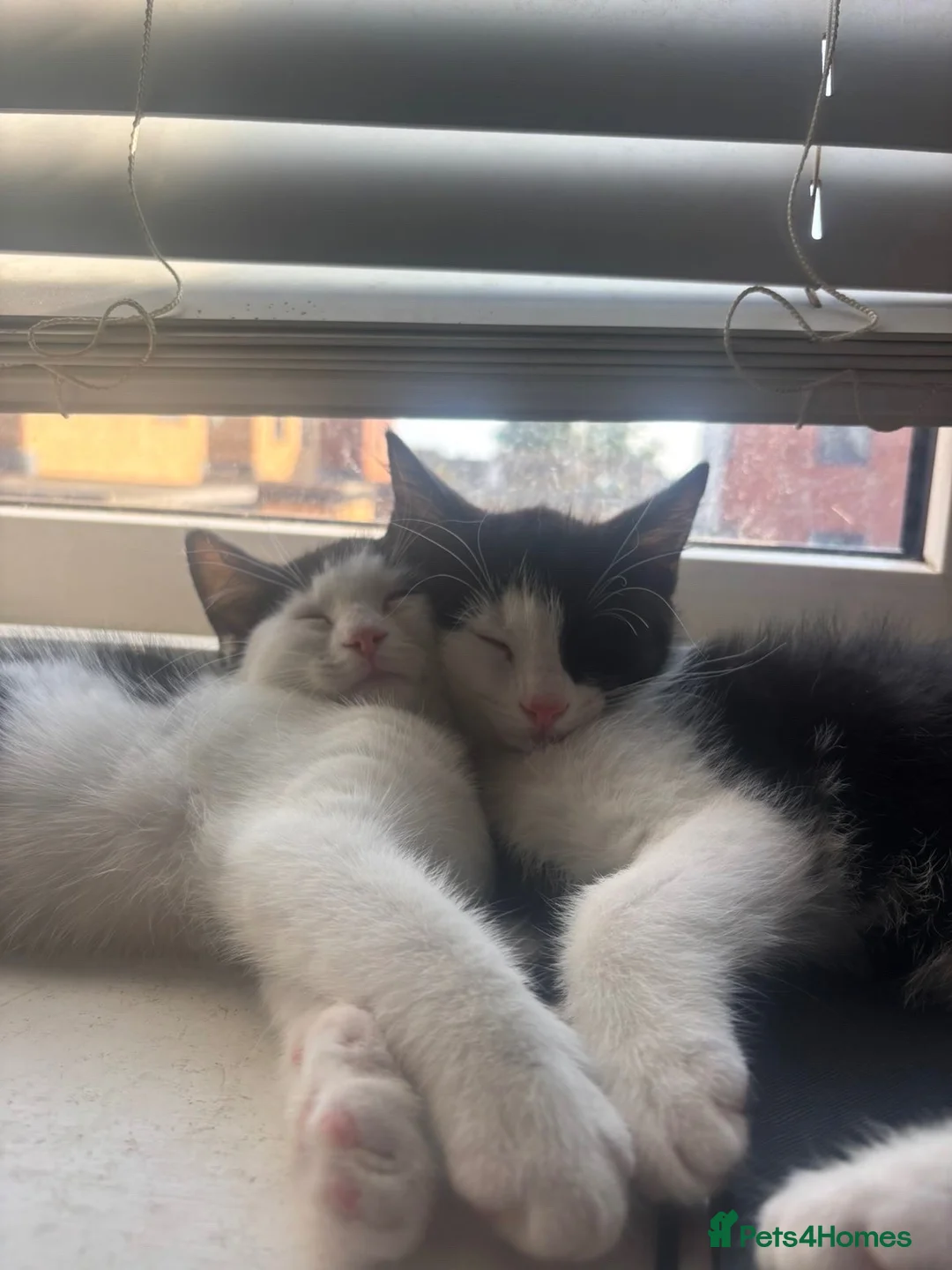 Mixed Breed cats for sale: lovely siblings male and female - Advert 1