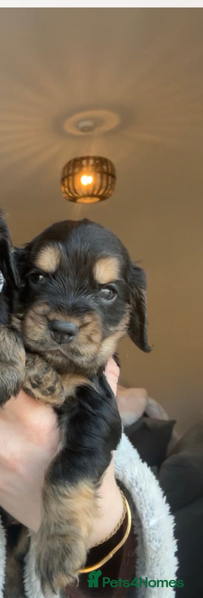 Cocker Spaniel dogs 100% sable show cockers  - Advert 3