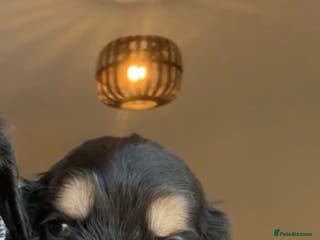 Cocker Spaniel dogs 100% sable show cockers - Advert 3