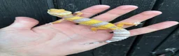 Gecko reptiles for sale: Various Gecko species  - Advert 6
