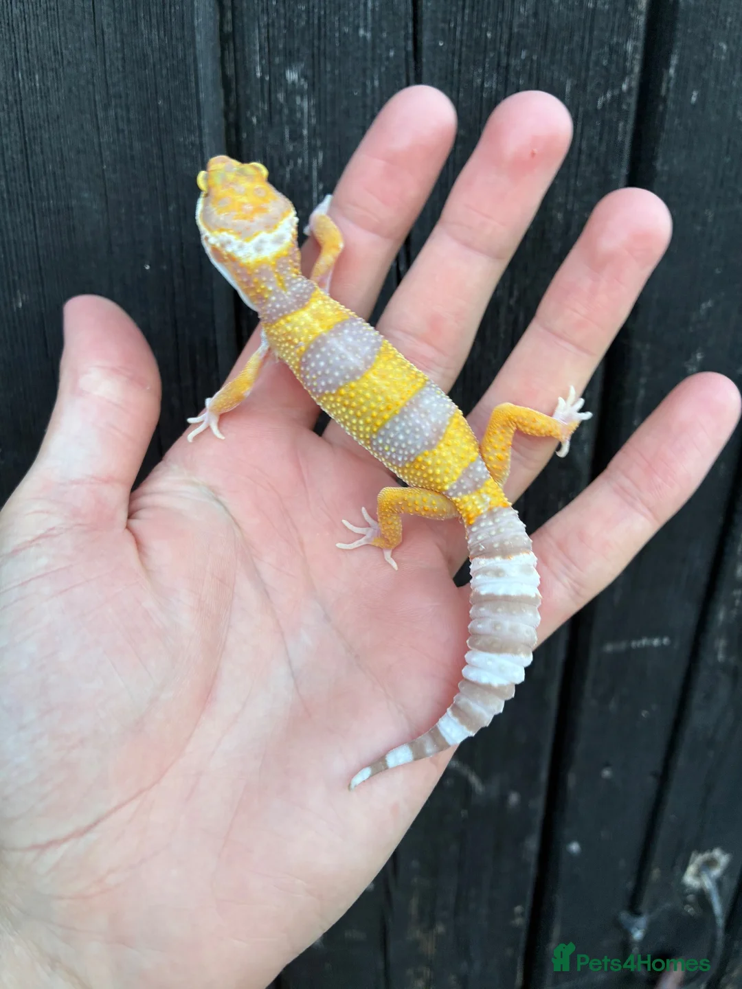 Gecko reptiles for sale: Various Gecko species  - Advert 6