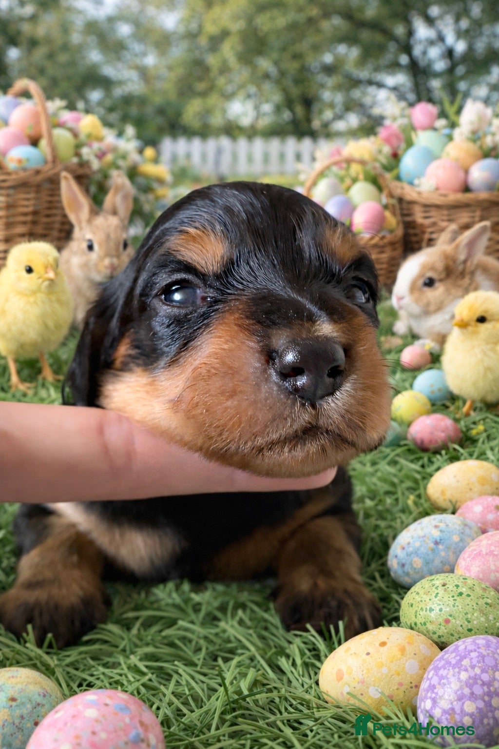 Miniature Dachshund dogs Pedigree Longhaired Miniature Dachshunds  - Advert 7