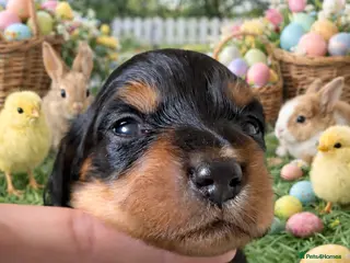 Miniature Dachshund dogs Pedigree Longhaired Miniature Dachshunds - Advert 7