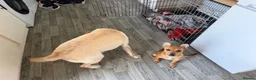 Mixed Breed dogs for sale: 8 month old jack Russel x staffy - Advert 7
