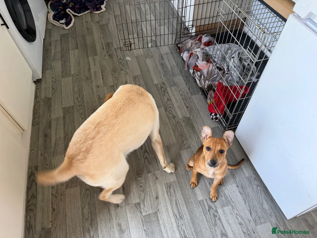 Mixed Breed dogs for sale: 8 month old jack Russel x staffy - Advert 7