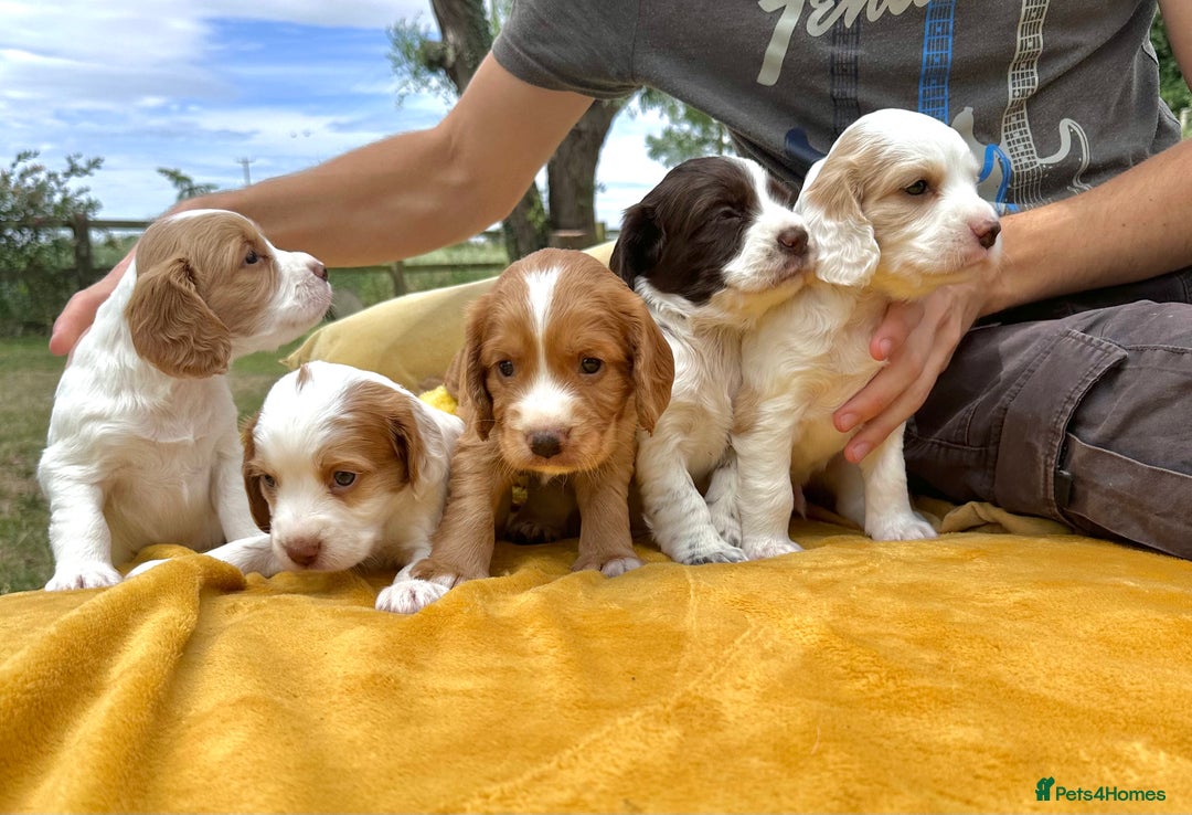 Cocker Spaniel dogs for sale: Farm Bred - Docked - Working Cocker Pups in Peterborough - Image 1
